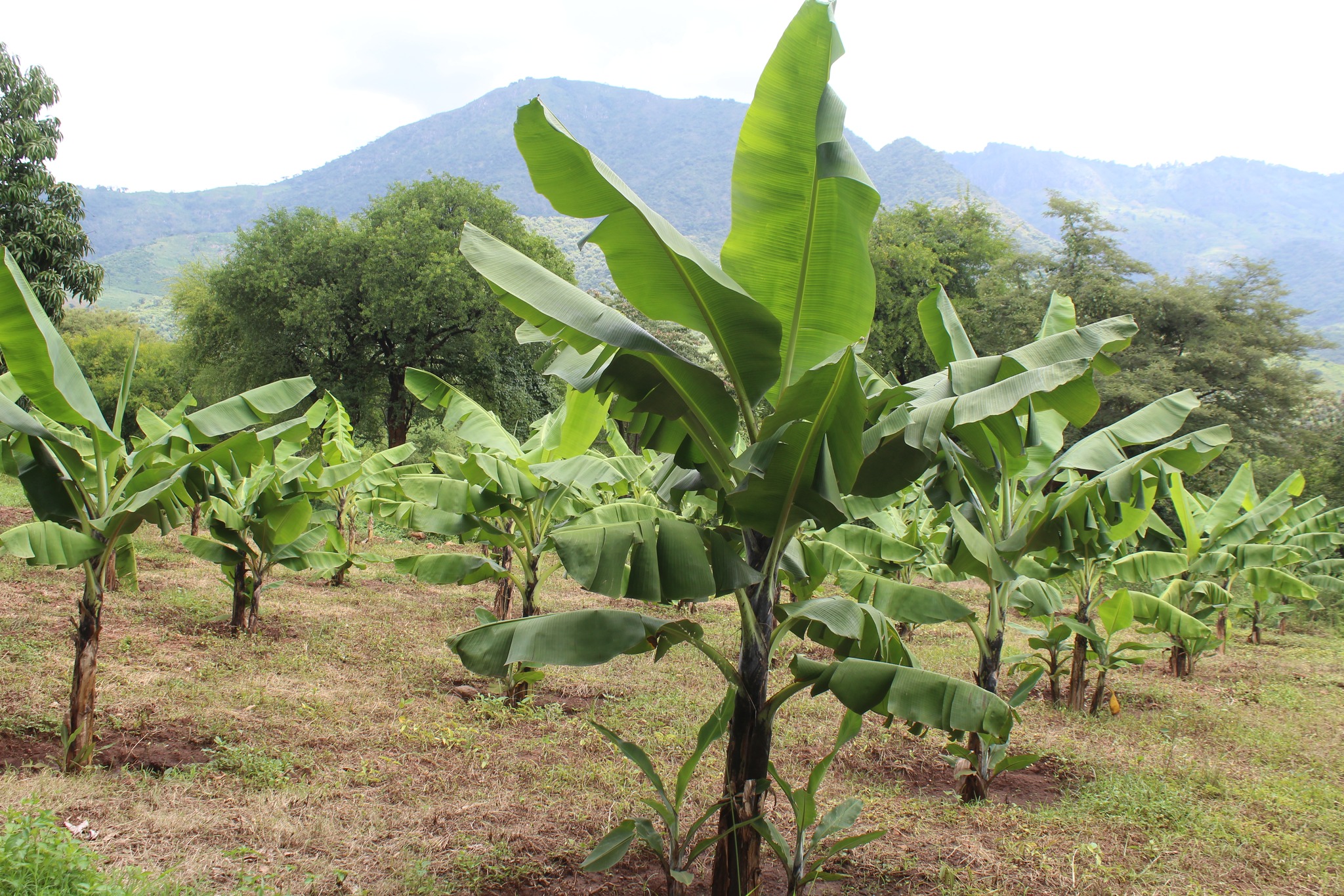 Sustainable Agriculture for Rural Development Level 5