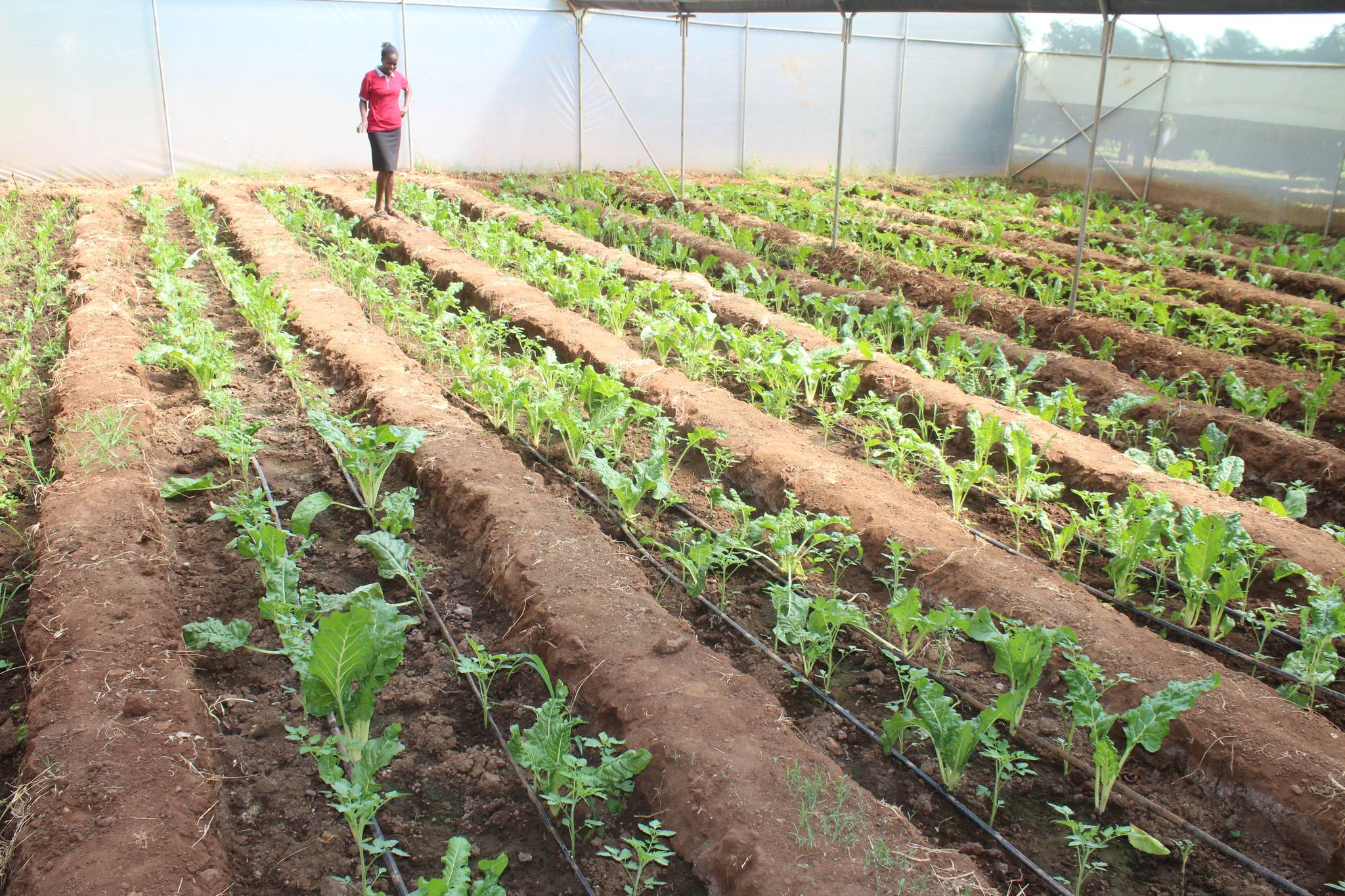 Horticulture Level 5