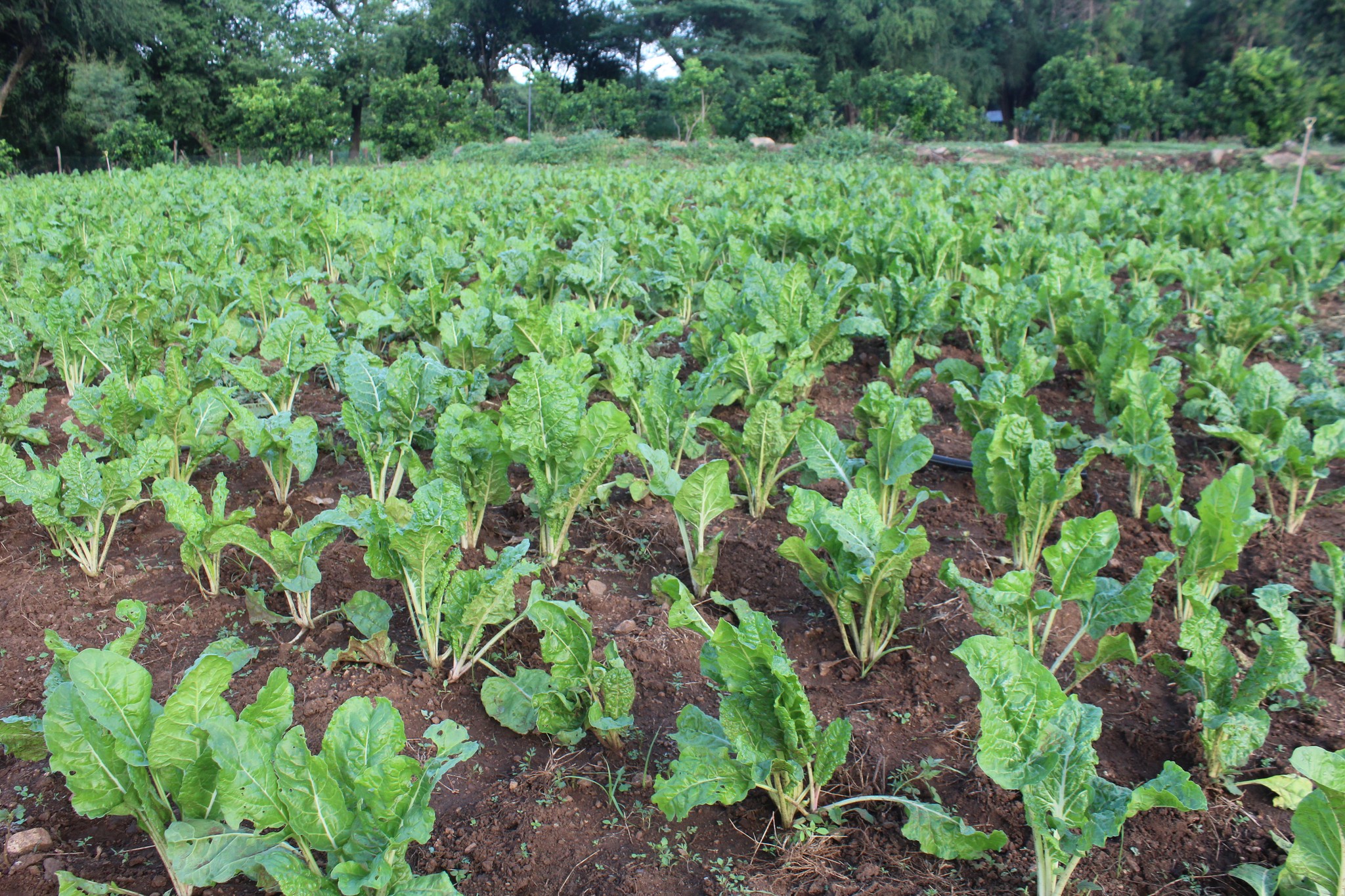 General Agriculture Level 4