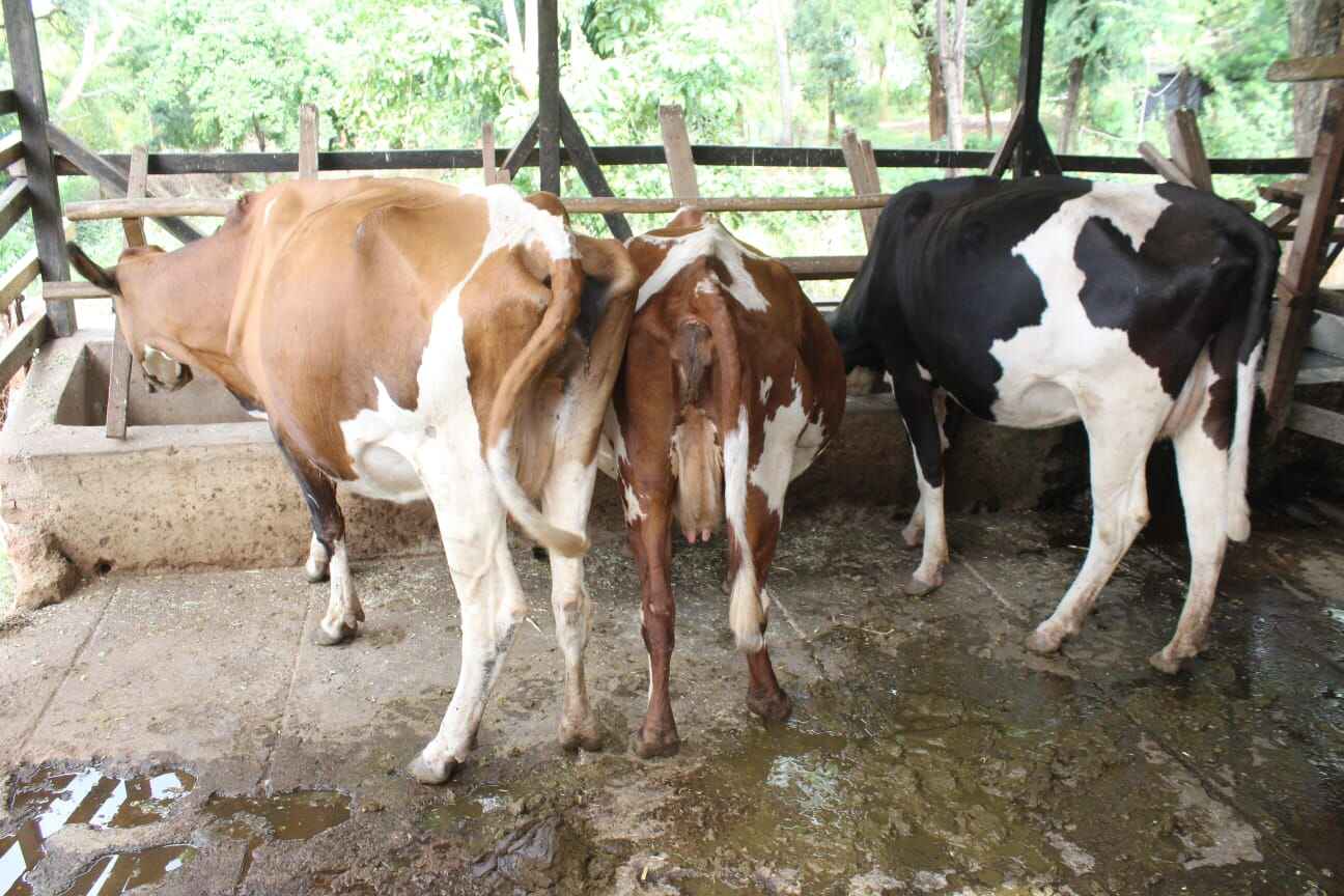 Dairy Farm Attendance Level 4