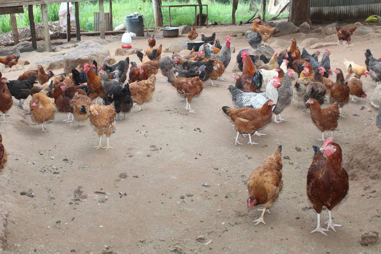 Poultry Kienyeji Production Level 4