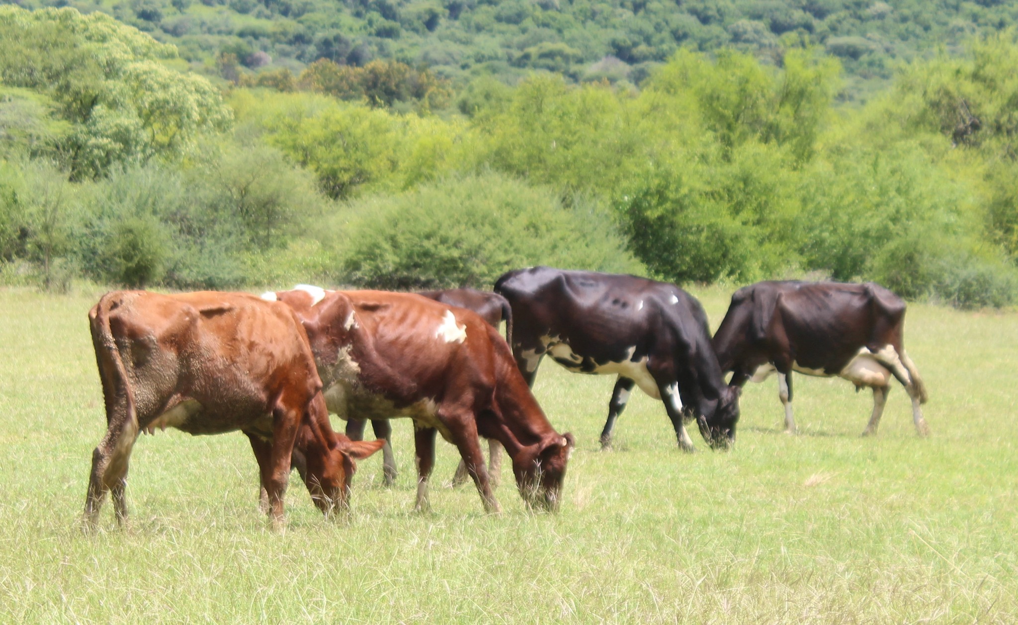 Dairy Farm Attendance Level 3