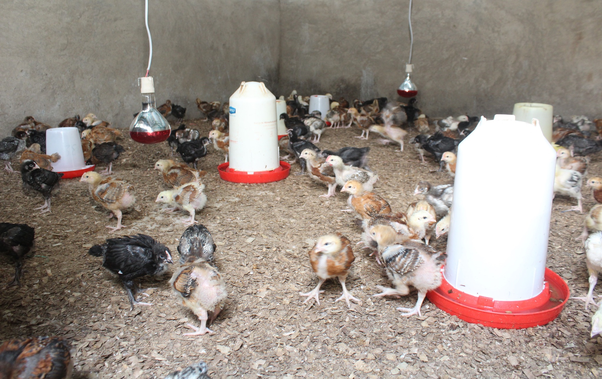 Poultry Kienyeji Production Level 3