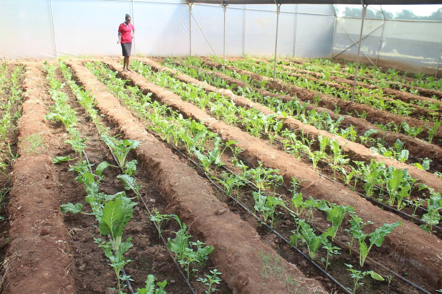 Agriculture and Extention Level 5