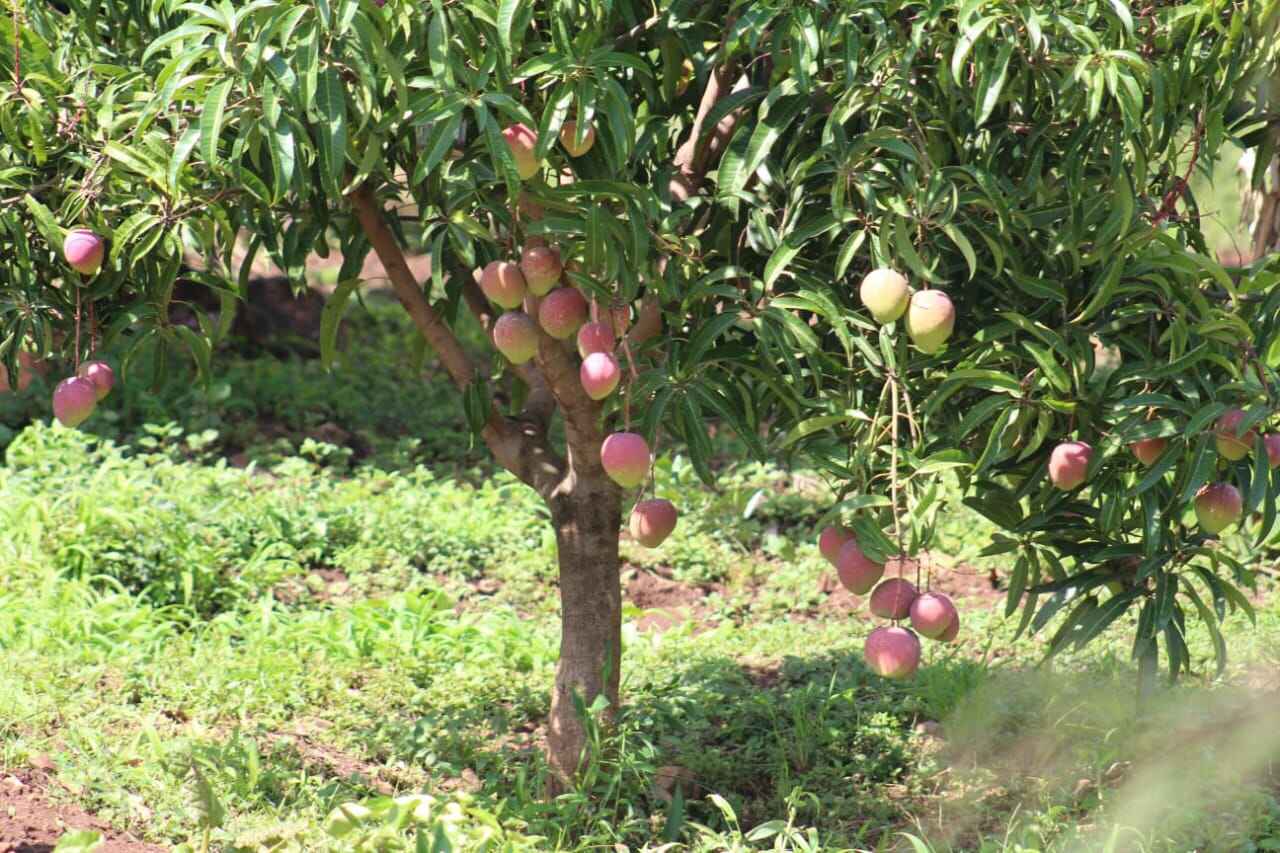 Mango Orchard