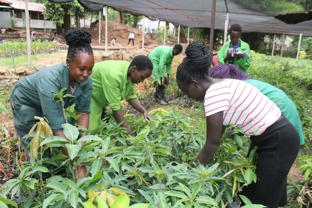 Trainees on attachment from different TVET institutions across the country undertaking stock taking of grafted mangoes, gaining hands-on experience at our top demonstration farm.
