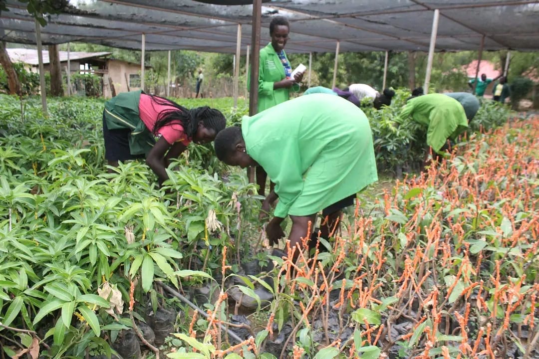 Trainees on attachment from different TVET institutions across the country undertaking stock taking of grafted mangoes, gaining hands-on experience at our top demonstration farm.