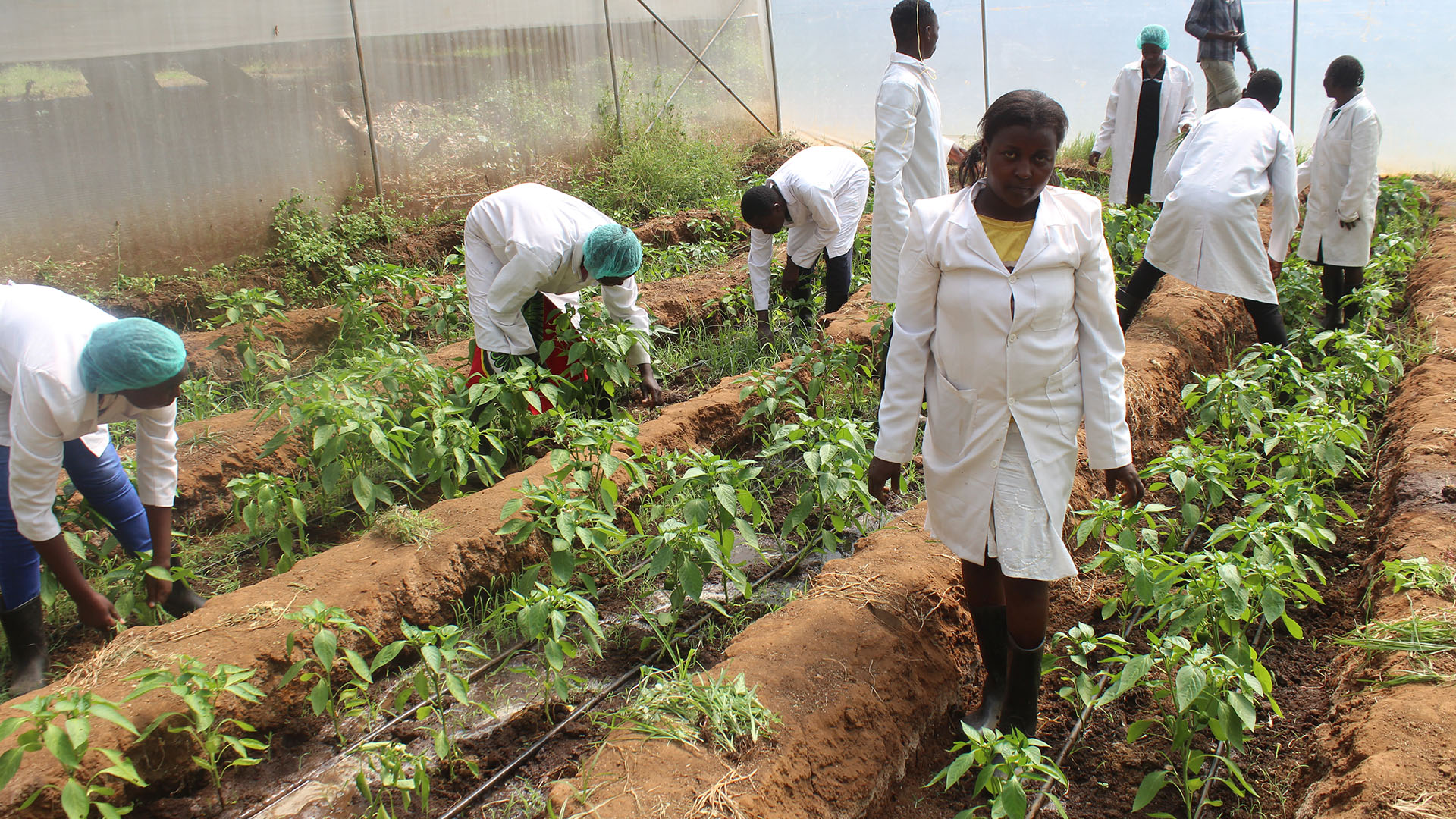 Innovation in Agriculture